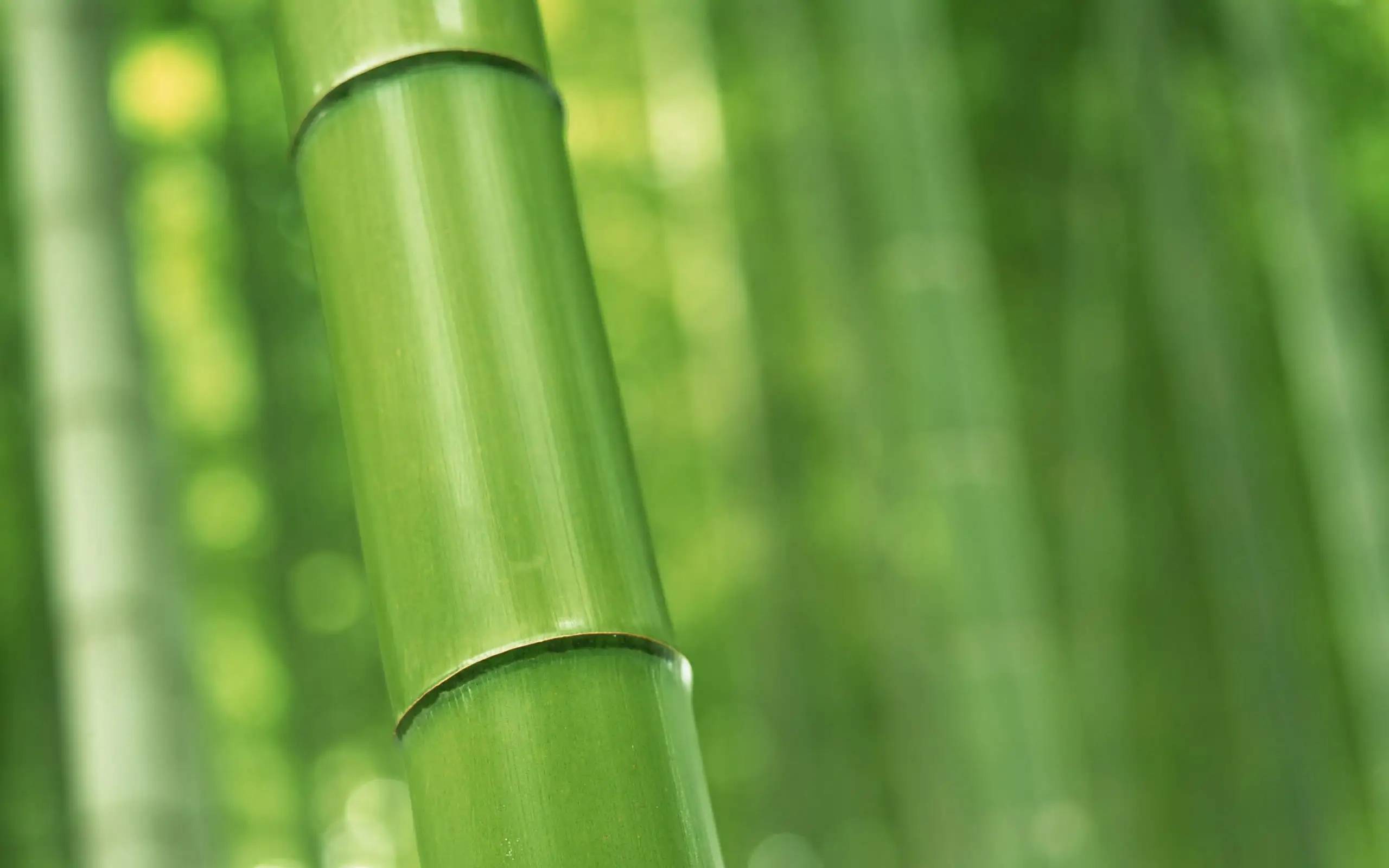 Advantages of Bamboo
